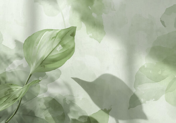 Green leaf on a white surface Green leaf on a white surface