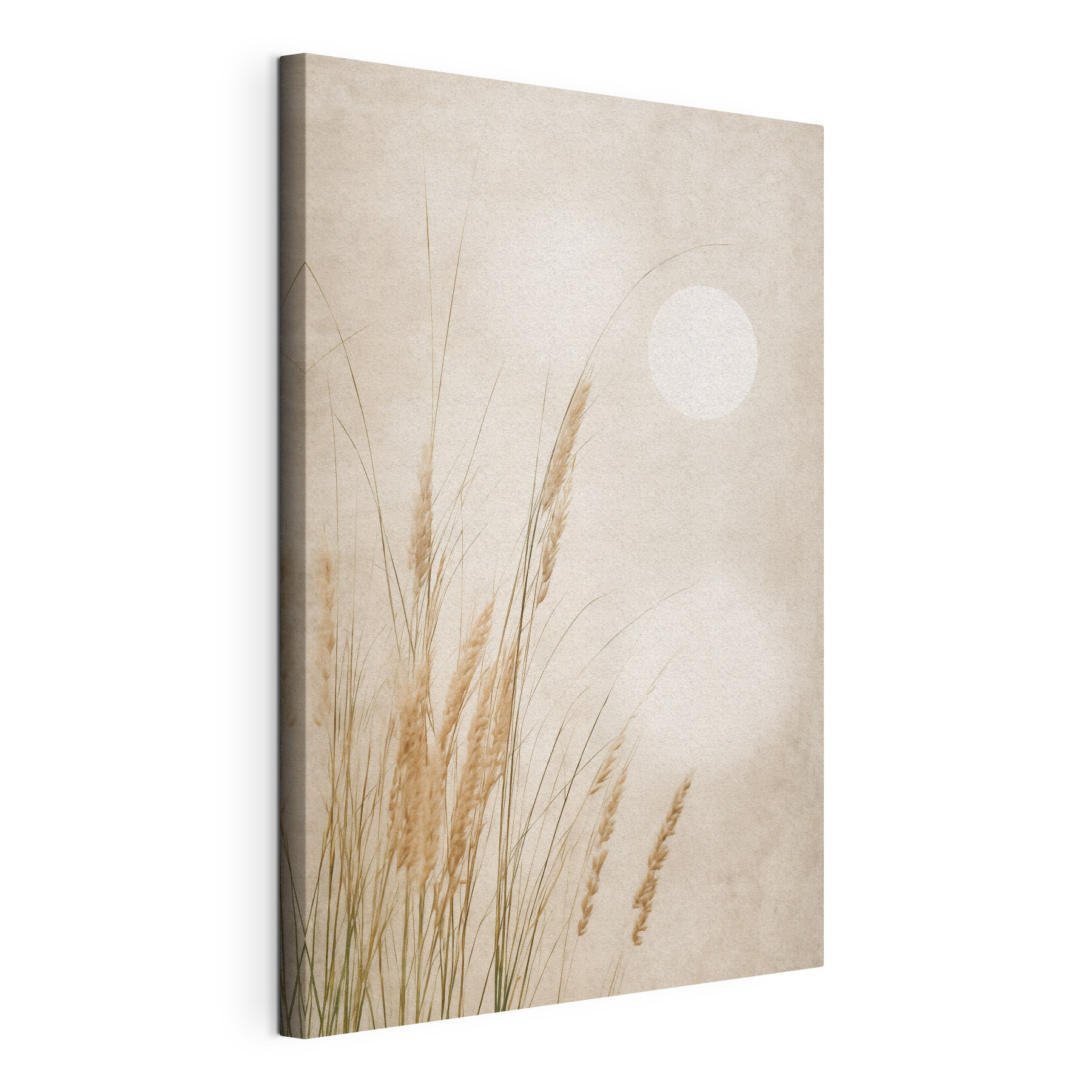 Gentle grasses in soft light Gentle grasses in soft light
