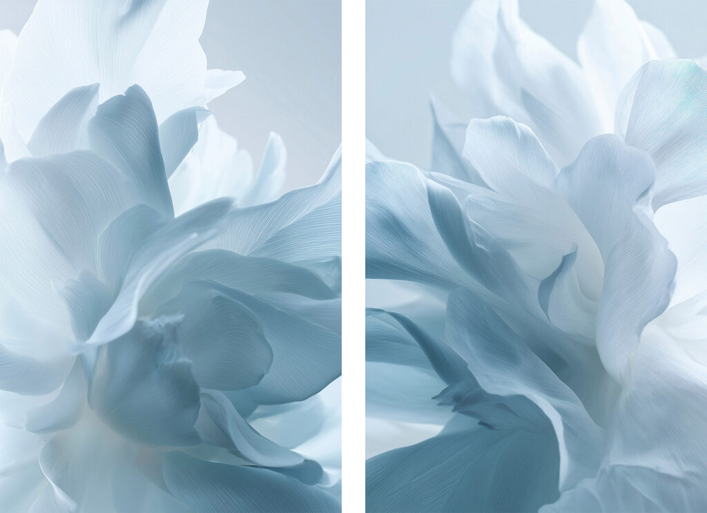 Soft petals in gentle hues Soft petals in gentle hues