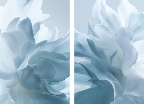 Soft petals in gentle hues Soft petals in gentle hues