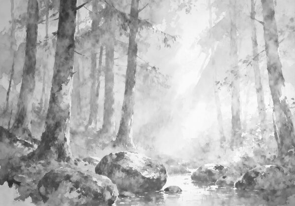 River with rocks in the middle of a forest