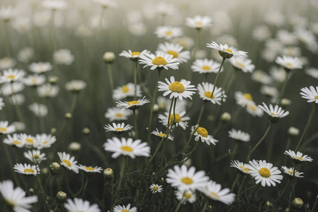 Group of white and yellow flowers Group of white and yellow flowers