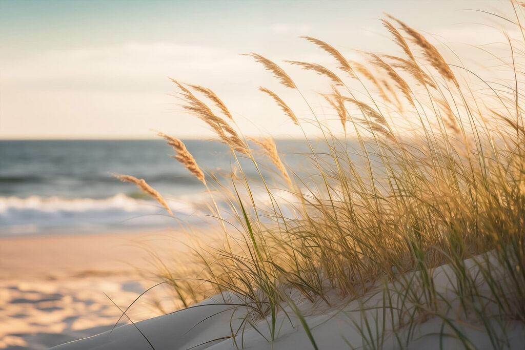 Calm waves meet swaying grass Calm waves meet swaying grass
