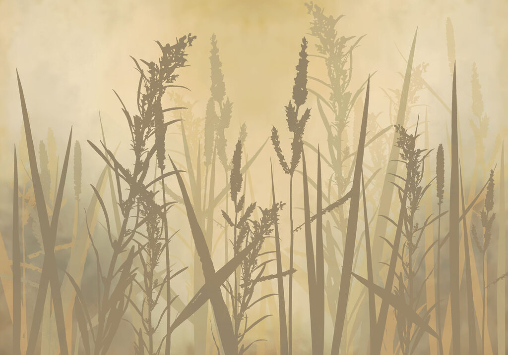 Tall grass in a foggy field Tall grass in a foggy field