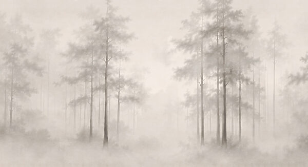 Foggy forest with trees
