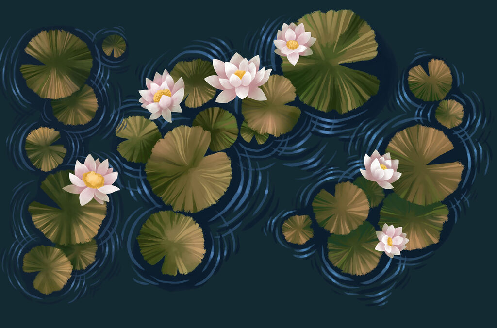 Lily pads in a pond Lily pads in a pond
