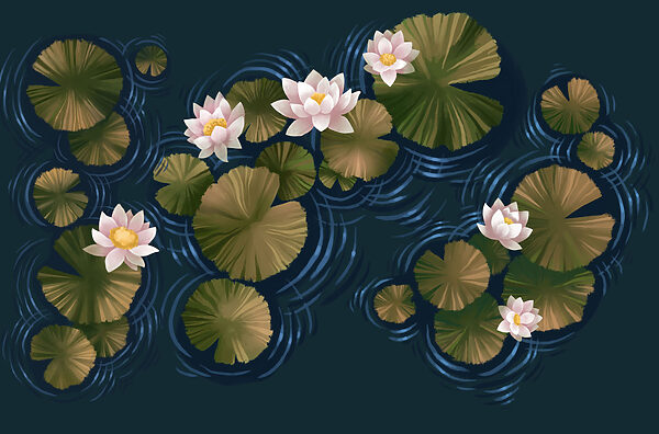 Lily pads in a pond Lily pads in a pond